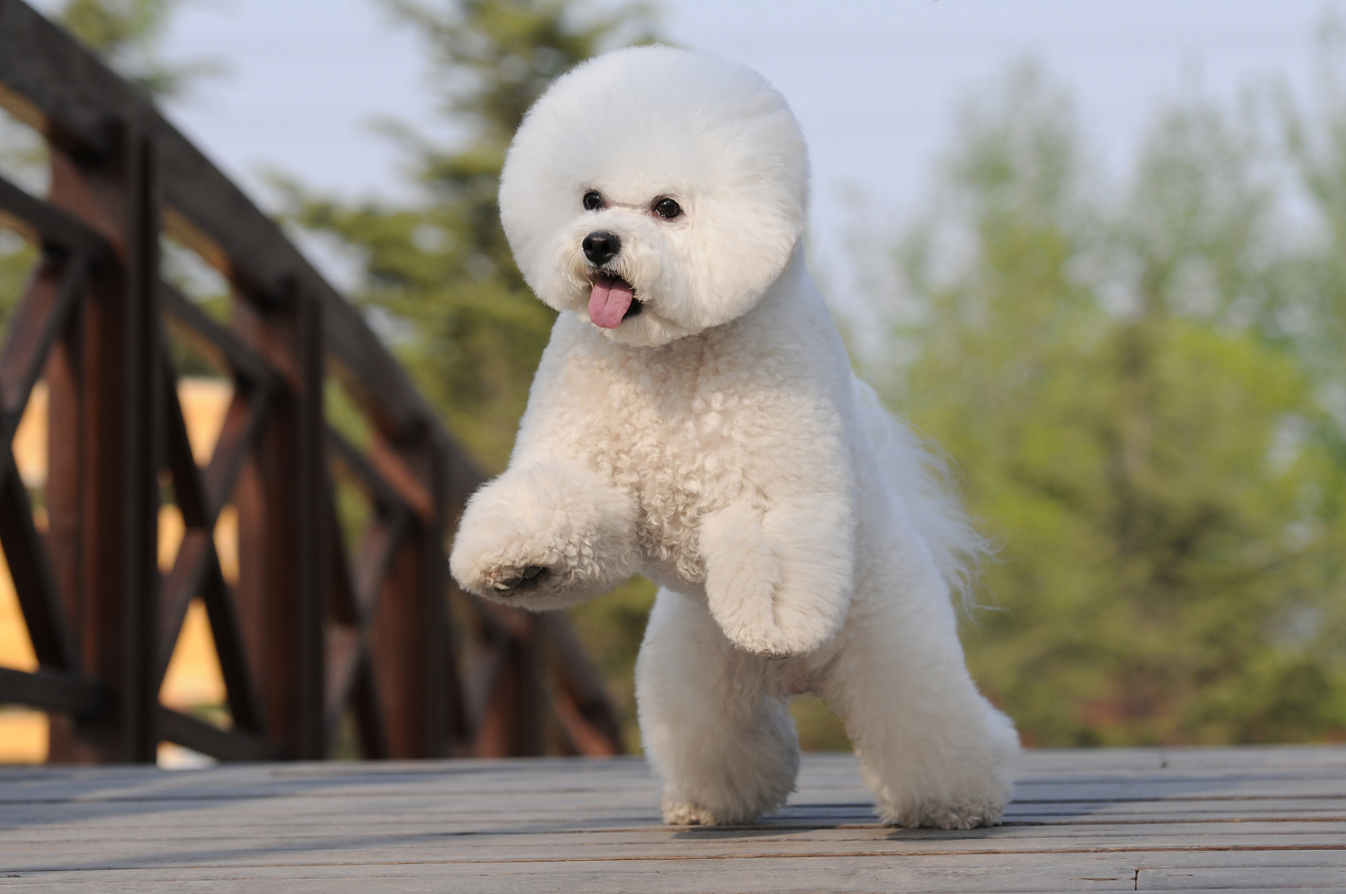 比熊和泰迪在外貌,性格,健康和训练方面存在细微而重要的区别.