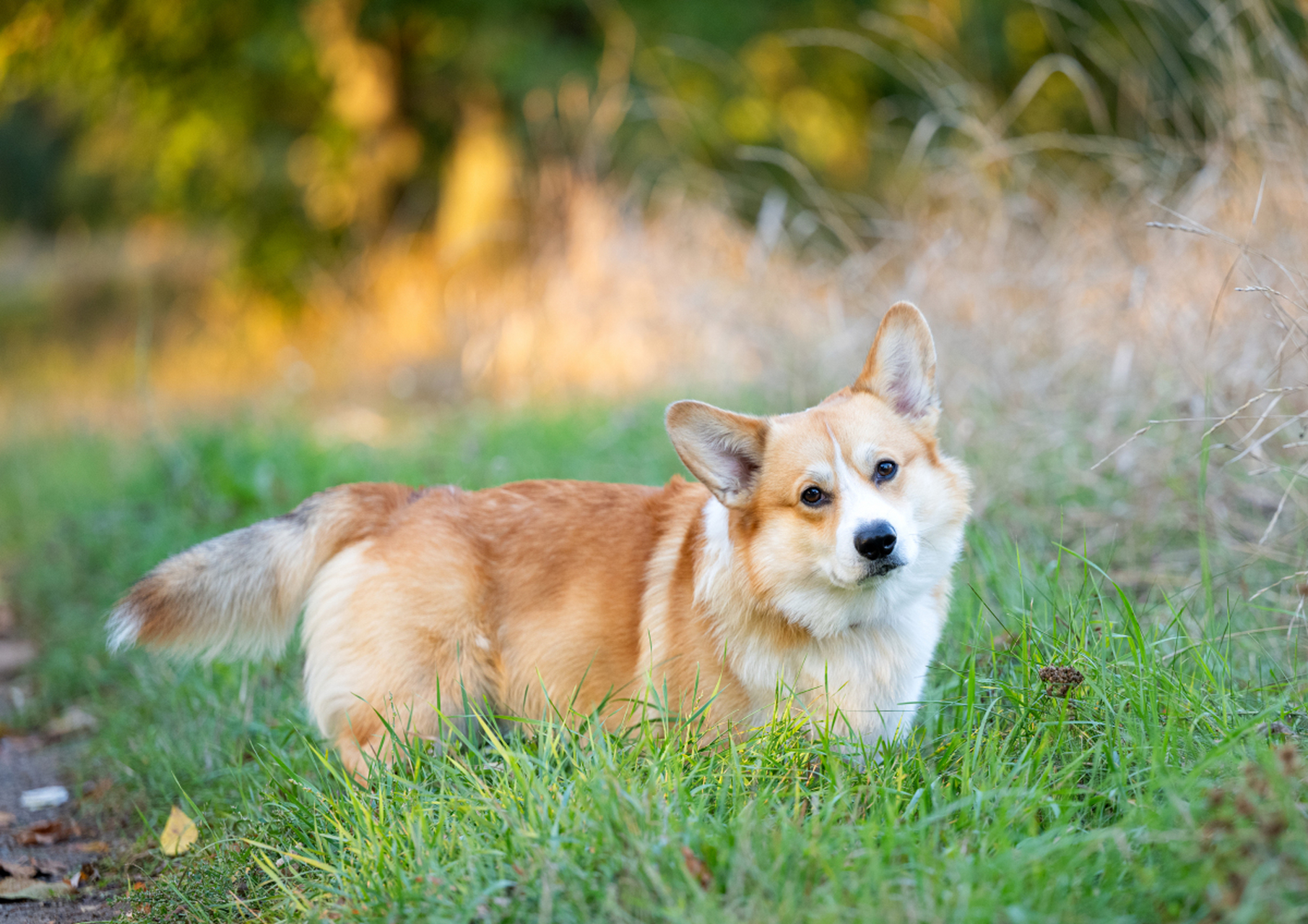 长尾巴的柯基犬图片图片