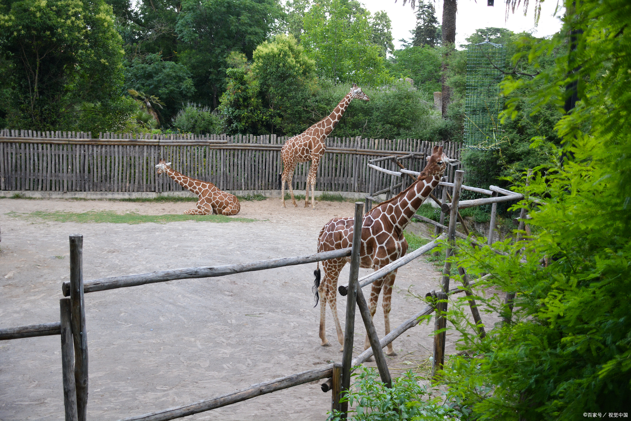 武汉九峰森林动物园位于湖北省武汉市光谷新中心,拥有800余亩占地面积