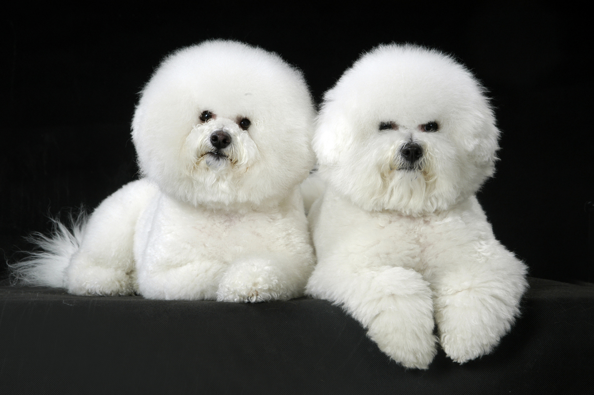 比熊犬,这一拥有棉花糖般柔软毛发与天使般温柔眼眸的犬种,其智力与