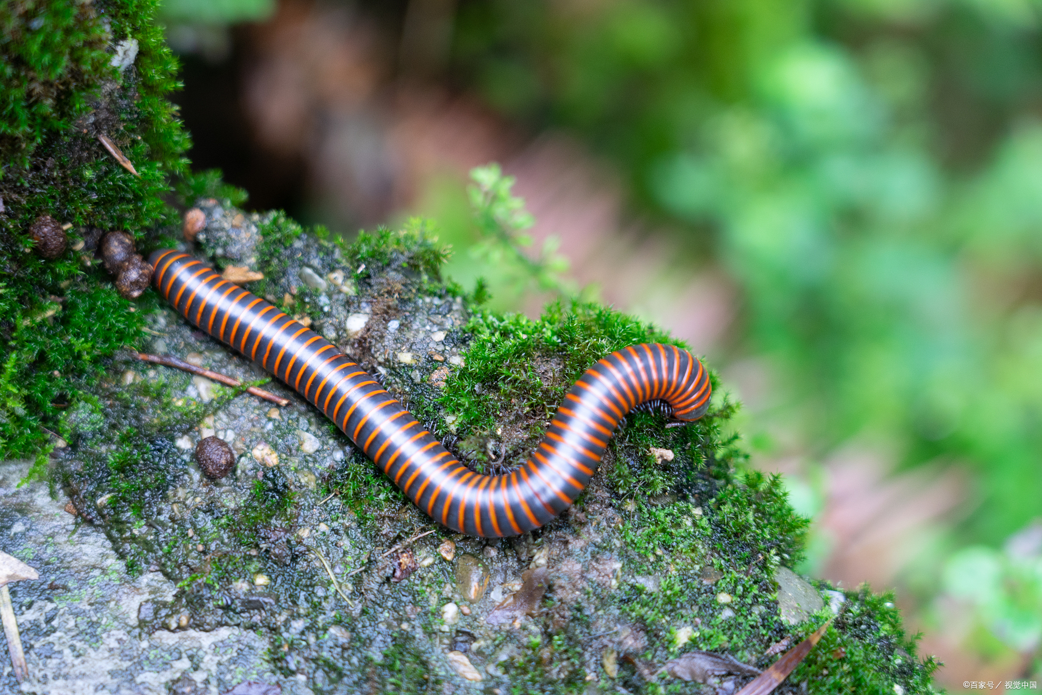 蚯蚓干价格暴涨蚯蚓遭灭绝式捕杀
