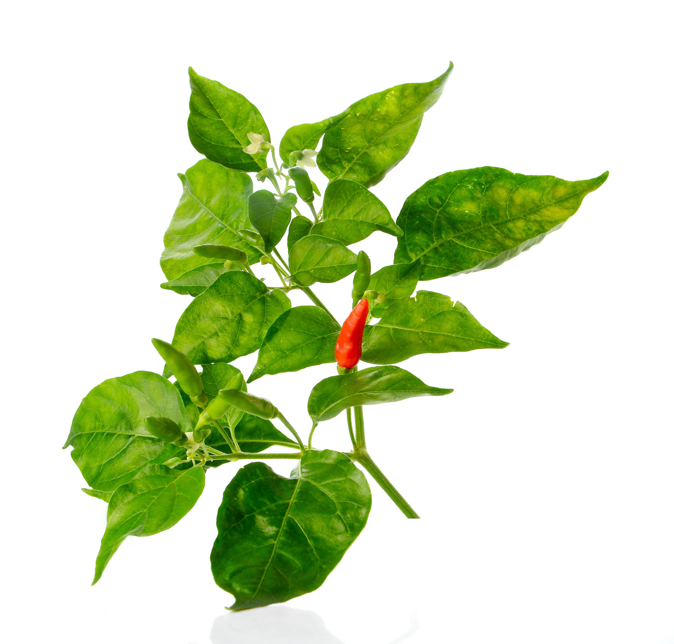 首先,我们要选择新鲜嫩绿的辣椒叶子.