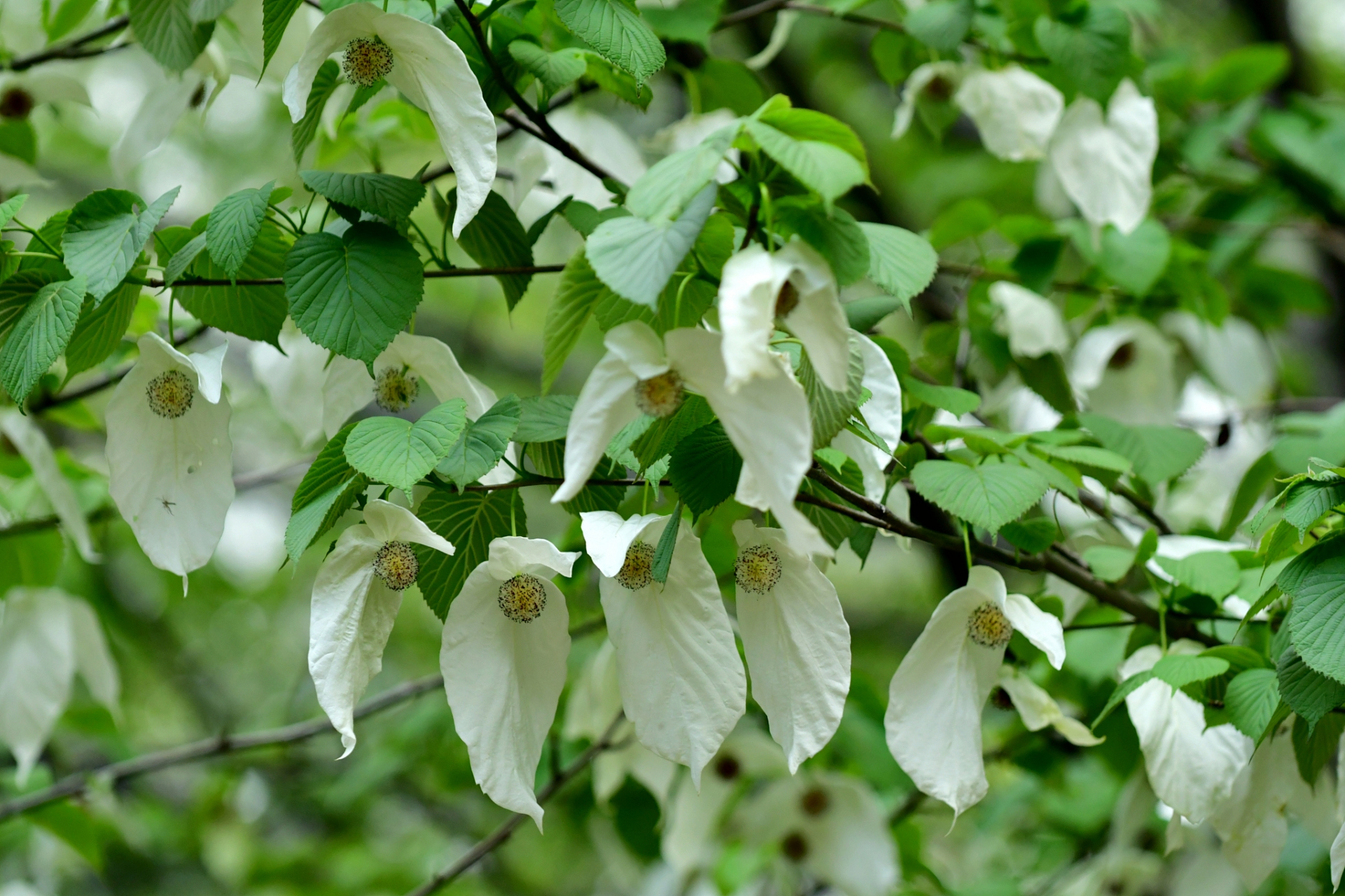 植物小知识(83)珙桐为什么又叫"鸽子树"?