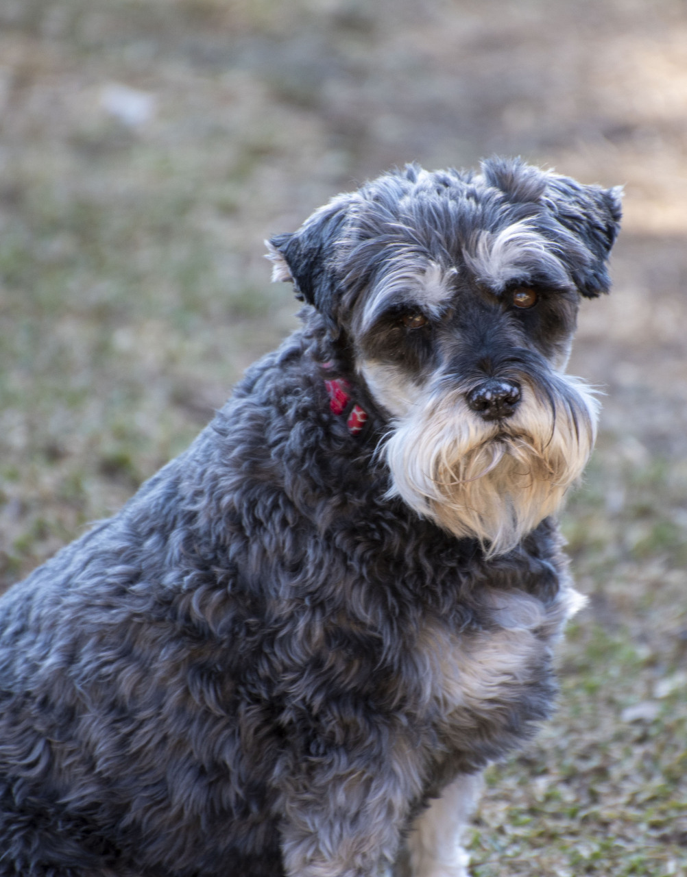 雪纳瑞是一种友好,活泼且掉毛少的犬种,但也有一些缺点.