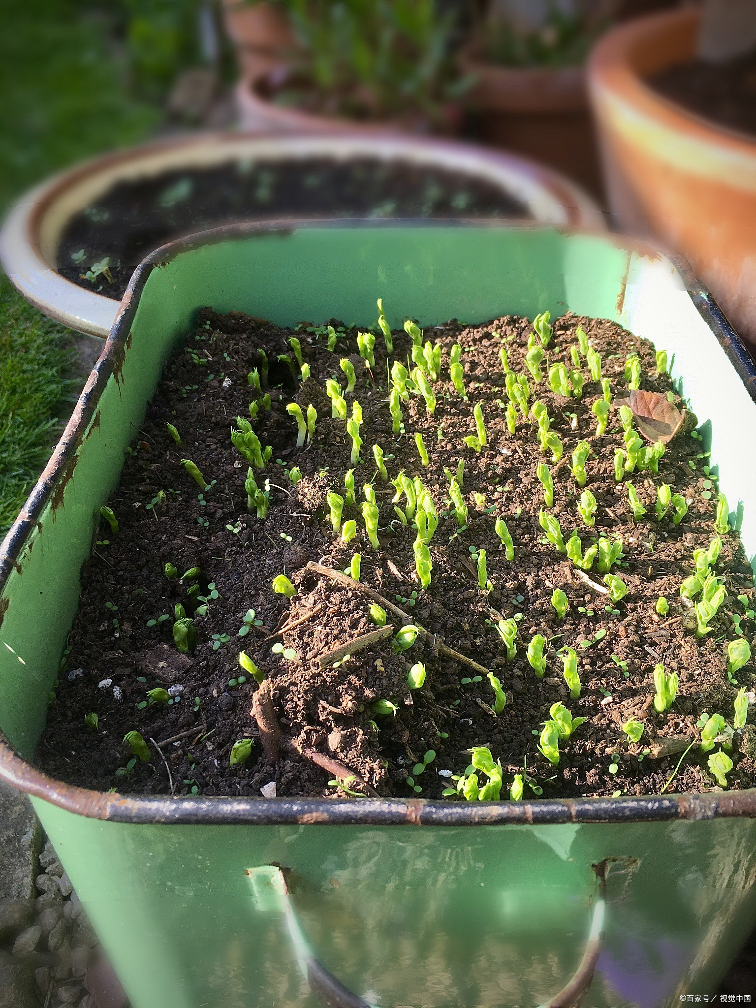 小葱出苗后几天浇一次水最好