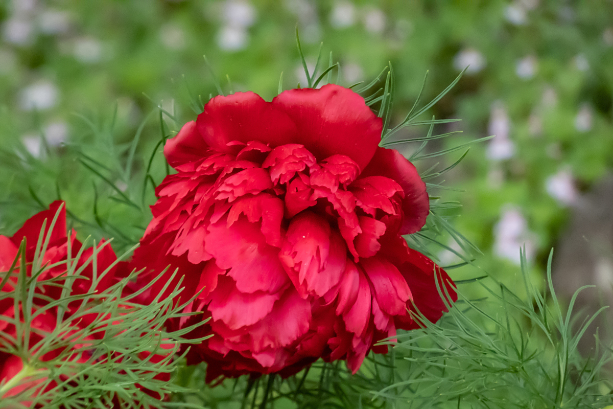 十点的花开是大自然赋予的美好时刻,每一种花都有独特的魅力和故事.