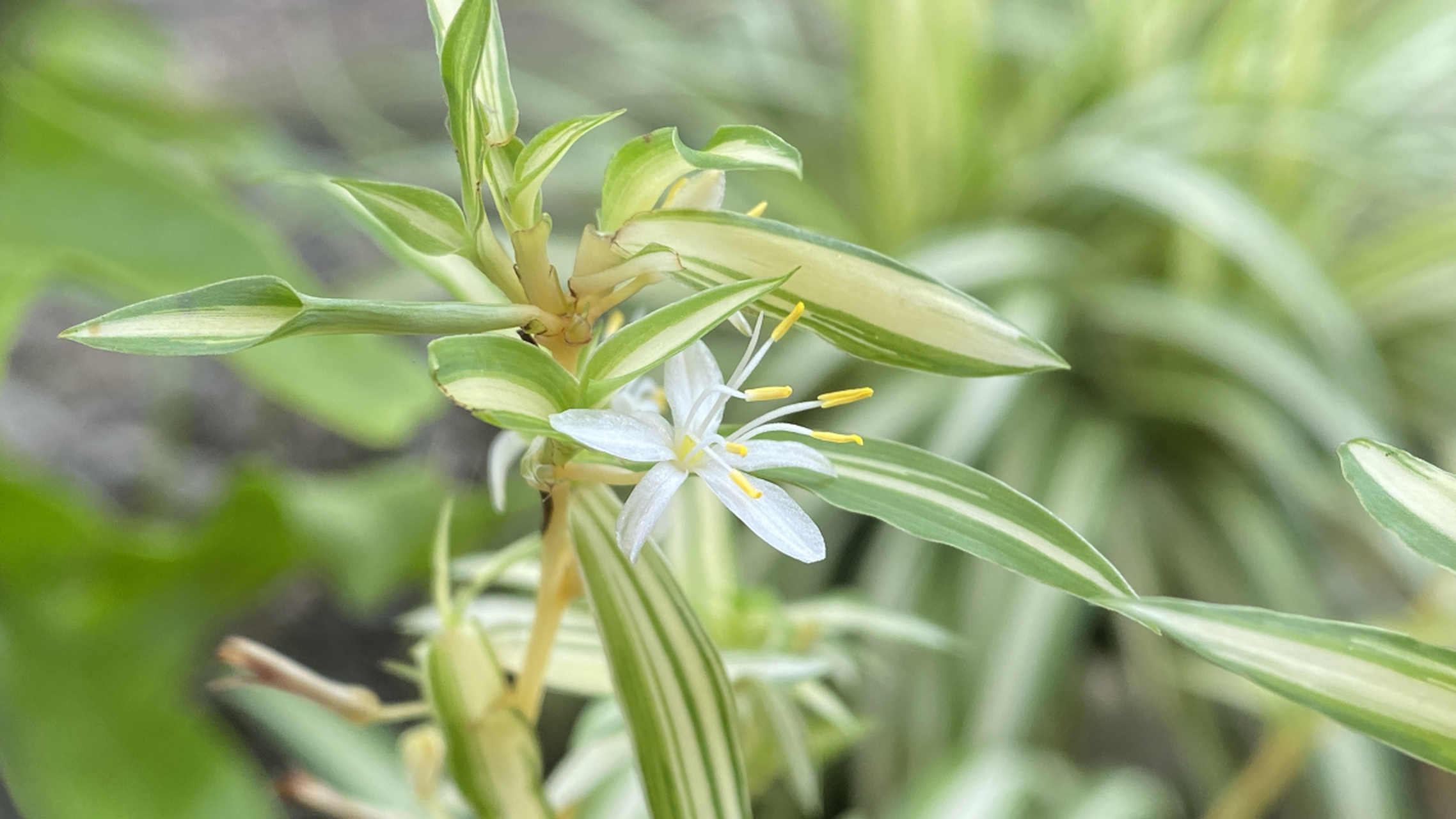 油画吊兰是一种具有观赏性的观叶植物,适合在较低光照环境下生长,部分
