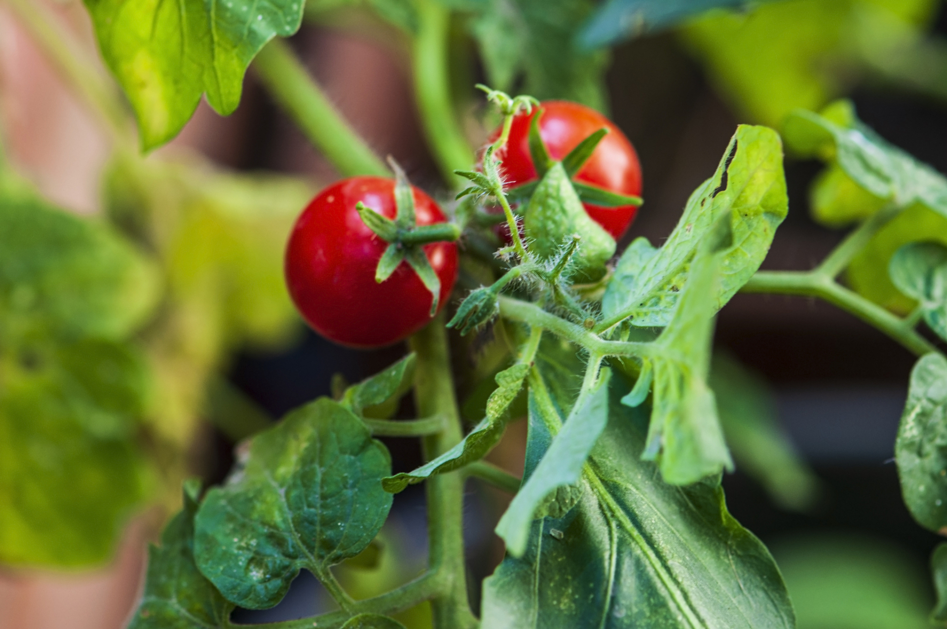 修剪西红柿的枝叶是一项重要的园艺技巧,它可以帮助提高植株的生长
