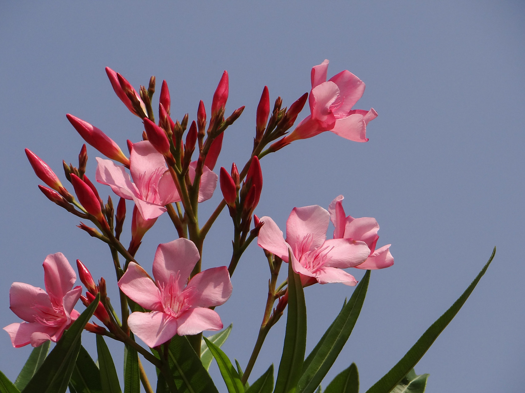 粉剑兰花语  粉剑兰是一种优雅而迷人的花卉,它的花朵呈现出粉色或淡