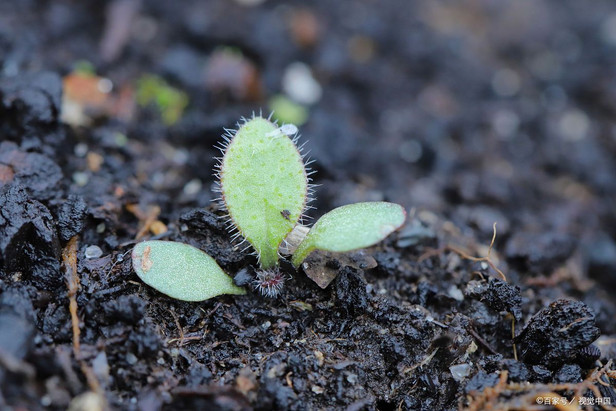 《道德经》讲:  圣人无常心,以百姓心为心