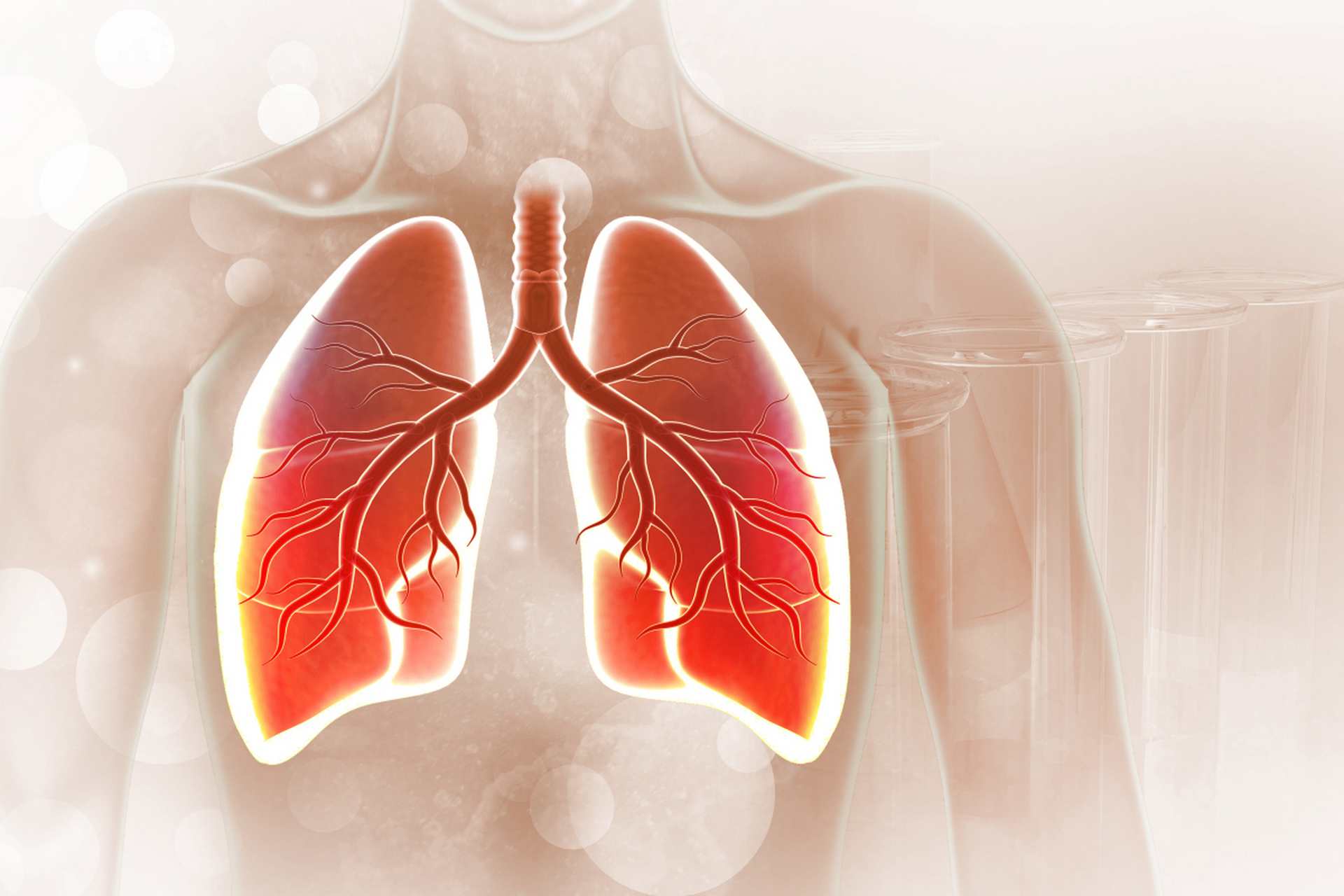 肺是人体重要的呼吸器官之一,它不仅负责供给我们身体所需的氧气,还能