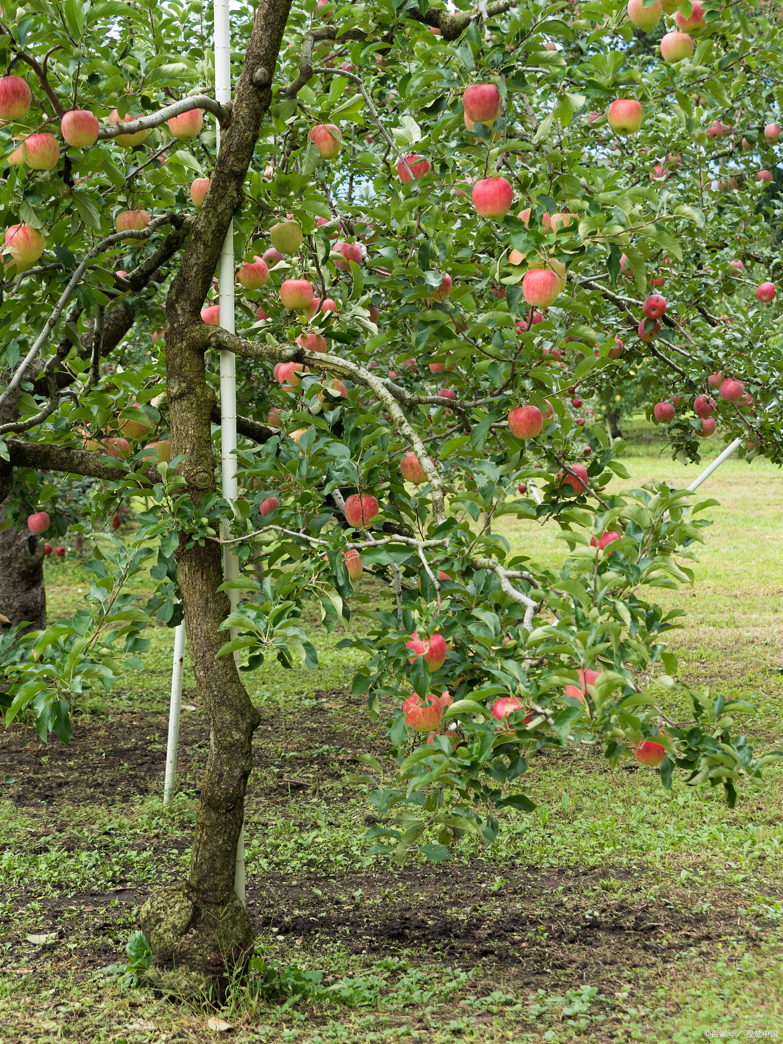 高原小苹果在平原成长小苹果会不会很甜