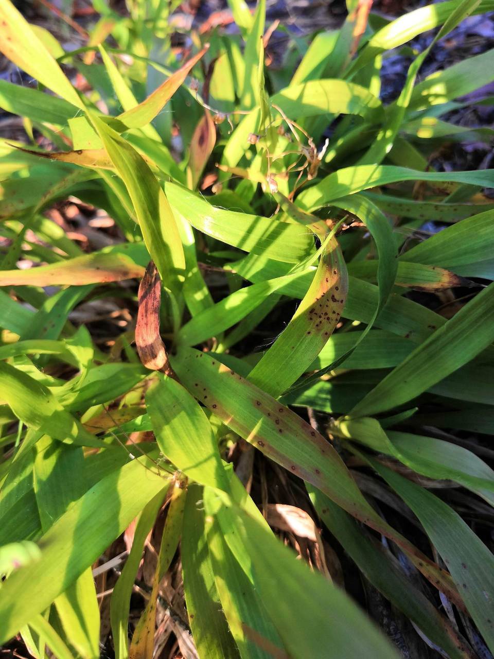 识别症状:叶片干枯,枯黄或落叶,植株失去生机,感染部位变黑. 2.