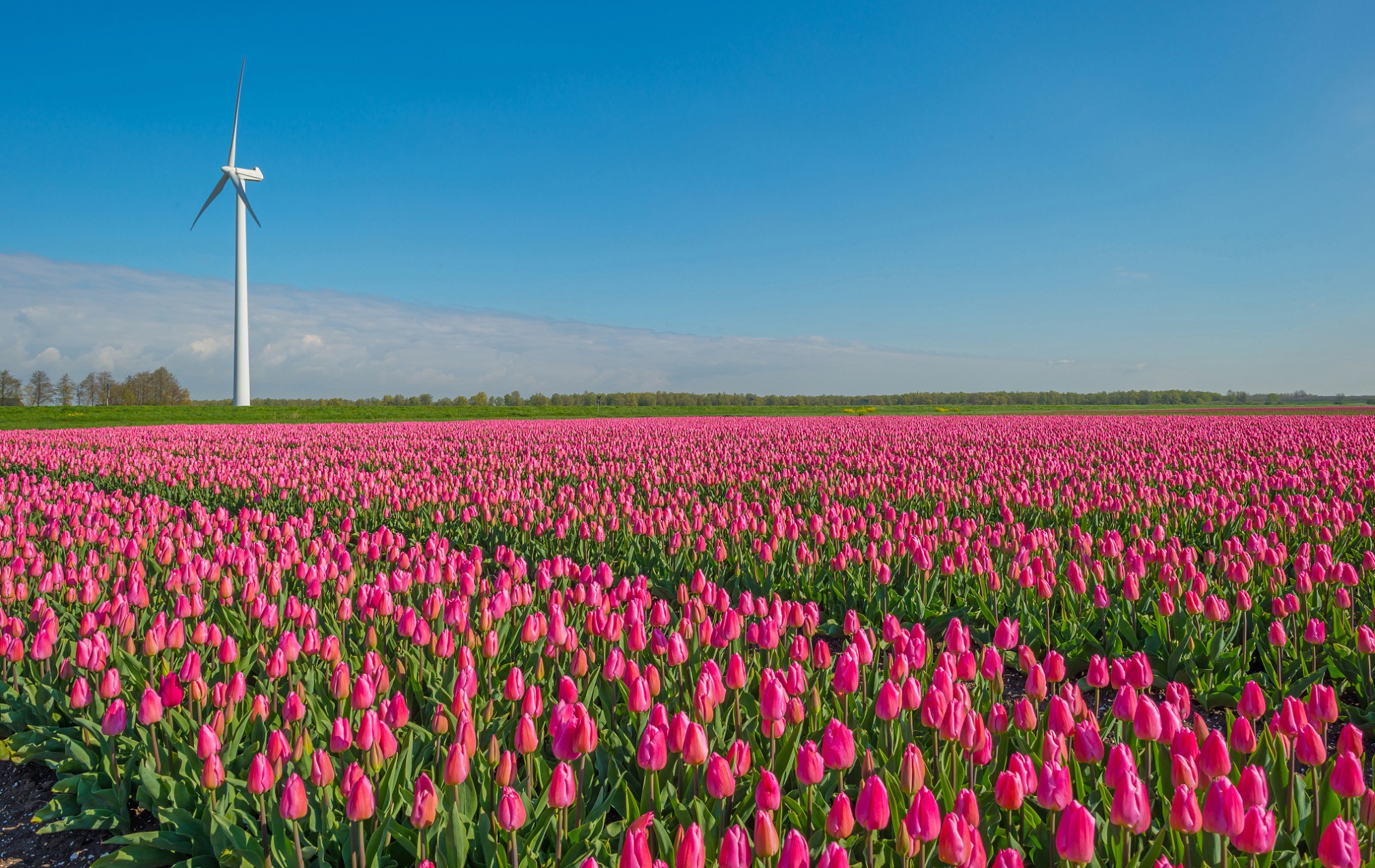 荷兰不仅以风车之国而闻名,也是花之国.每年荷兰出口约40亿朵鲜花.