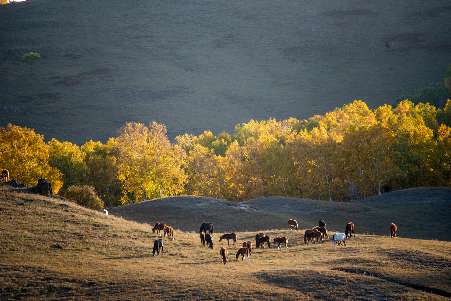 重庆秋天的草原与牛羊 重庆虽然以山水闻名,但也有一些草原地区,特别