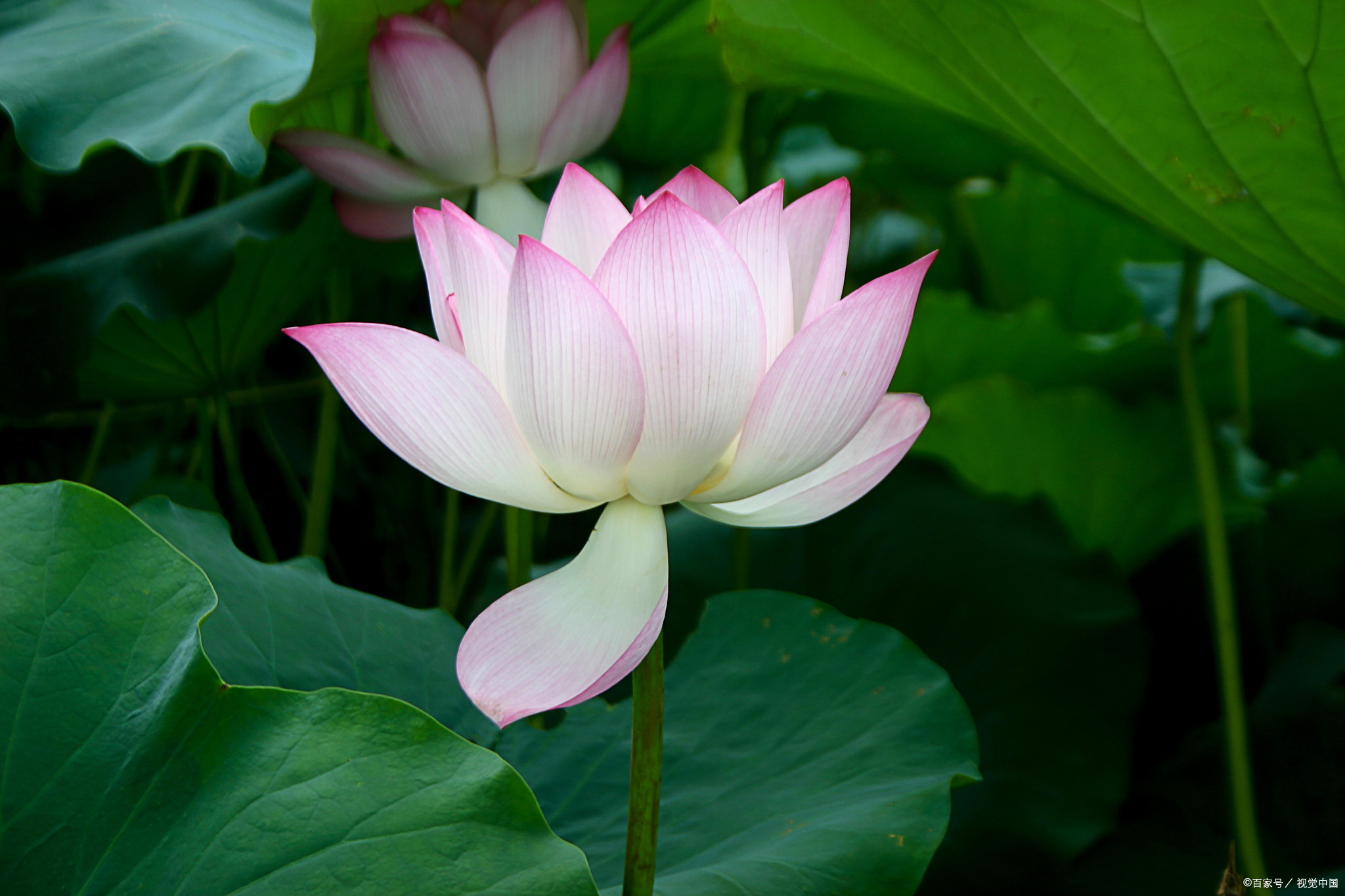 《了凡四训》:明白命运的这4个规律,做个有福之人