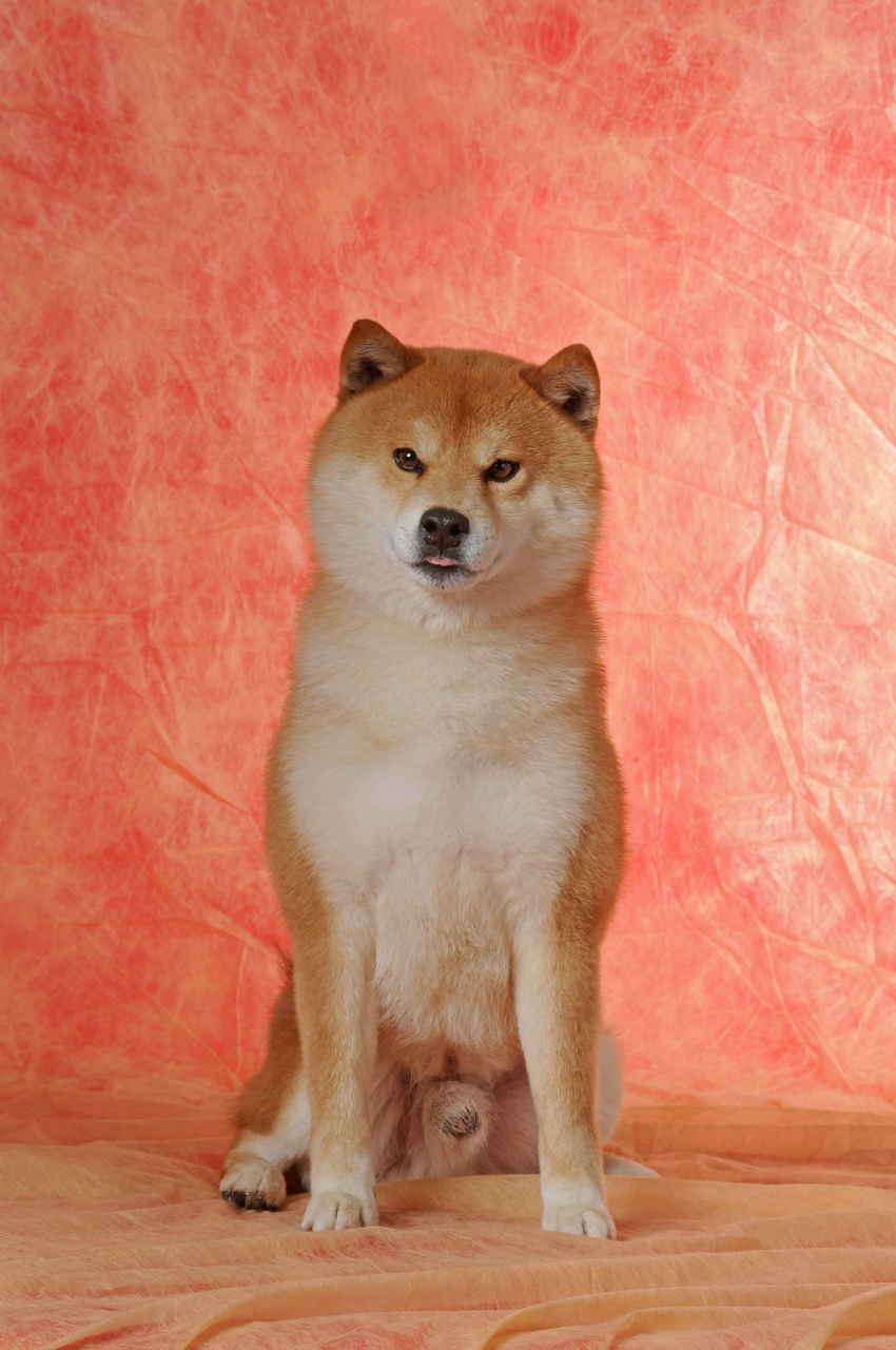 在上网的小伙伴一定见到过这张表情包,这只可爱的柴犬名为"balltze"