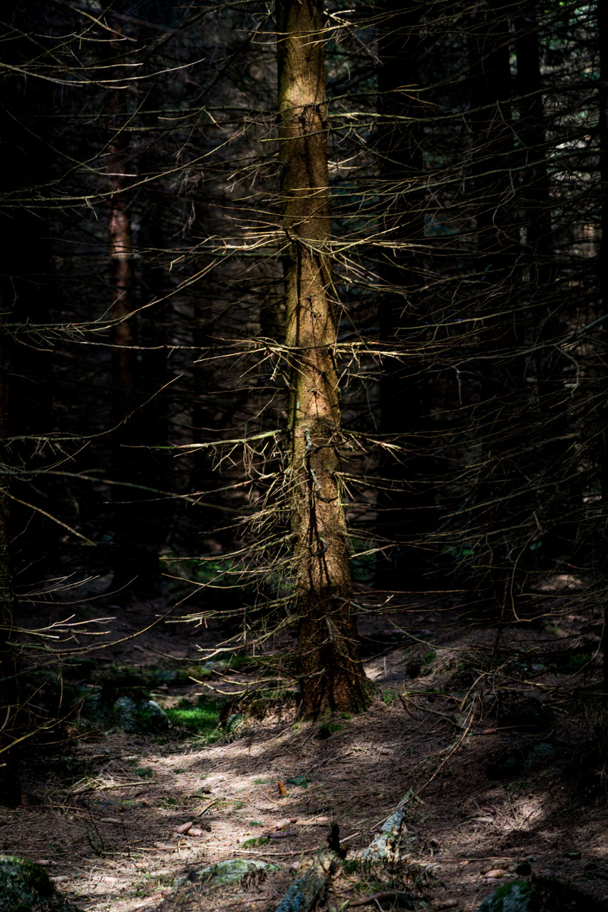 黑暗树篱,这美丽的山毛榉林荫道,起源于18世纪的斯图亚特家族