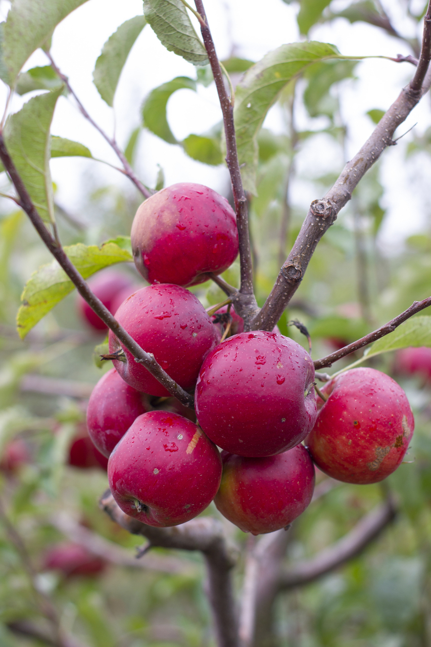 96鸡心果是什么果,适合哪里种植  鸡心果就是一种热带水果,学名为番