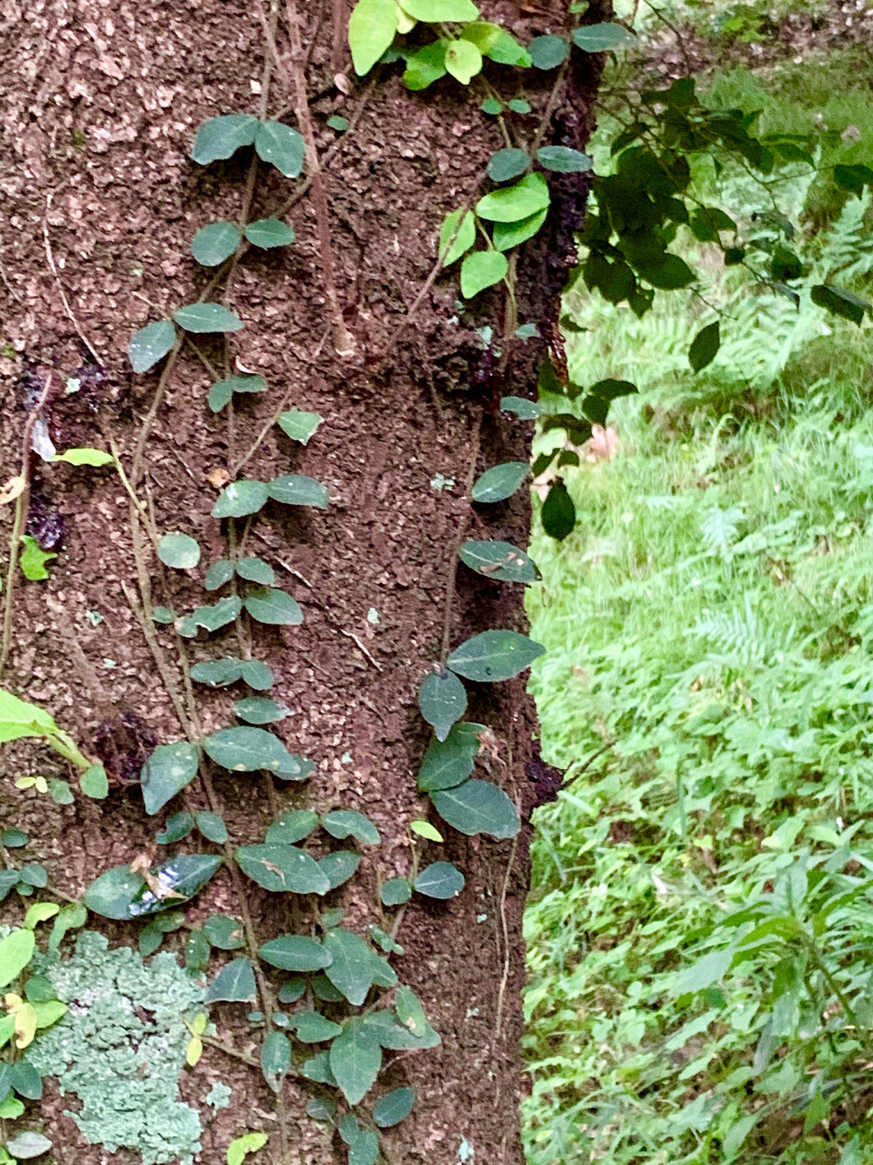 首乌藤的作用和功效  1,滋阴养血 首乌藤这类中草药材味甘,性补能入心