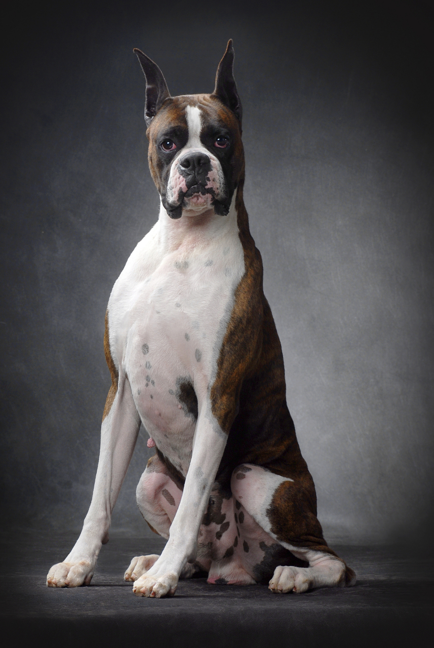 拳狮犬#源于獒犬,德国育种的勇敢警卫犬  拳狮犬,也被称作"拳击手 ""