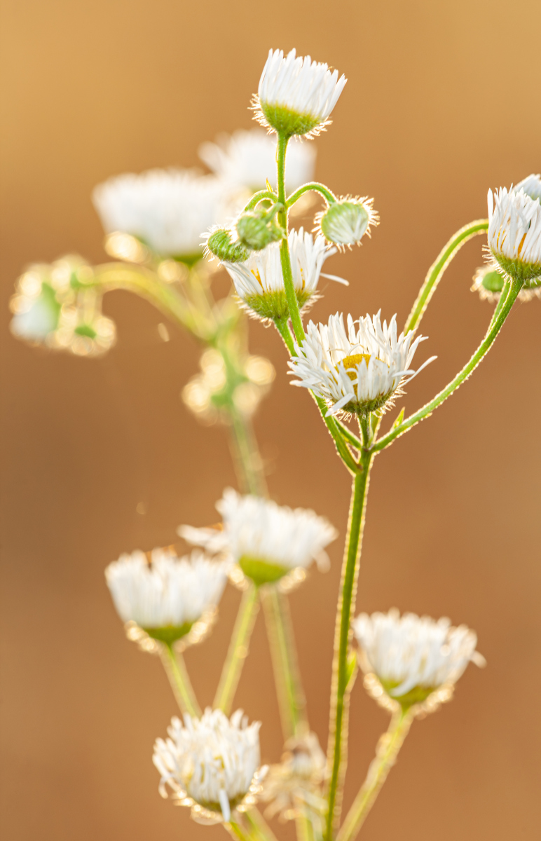 雏菊的花语是什么?