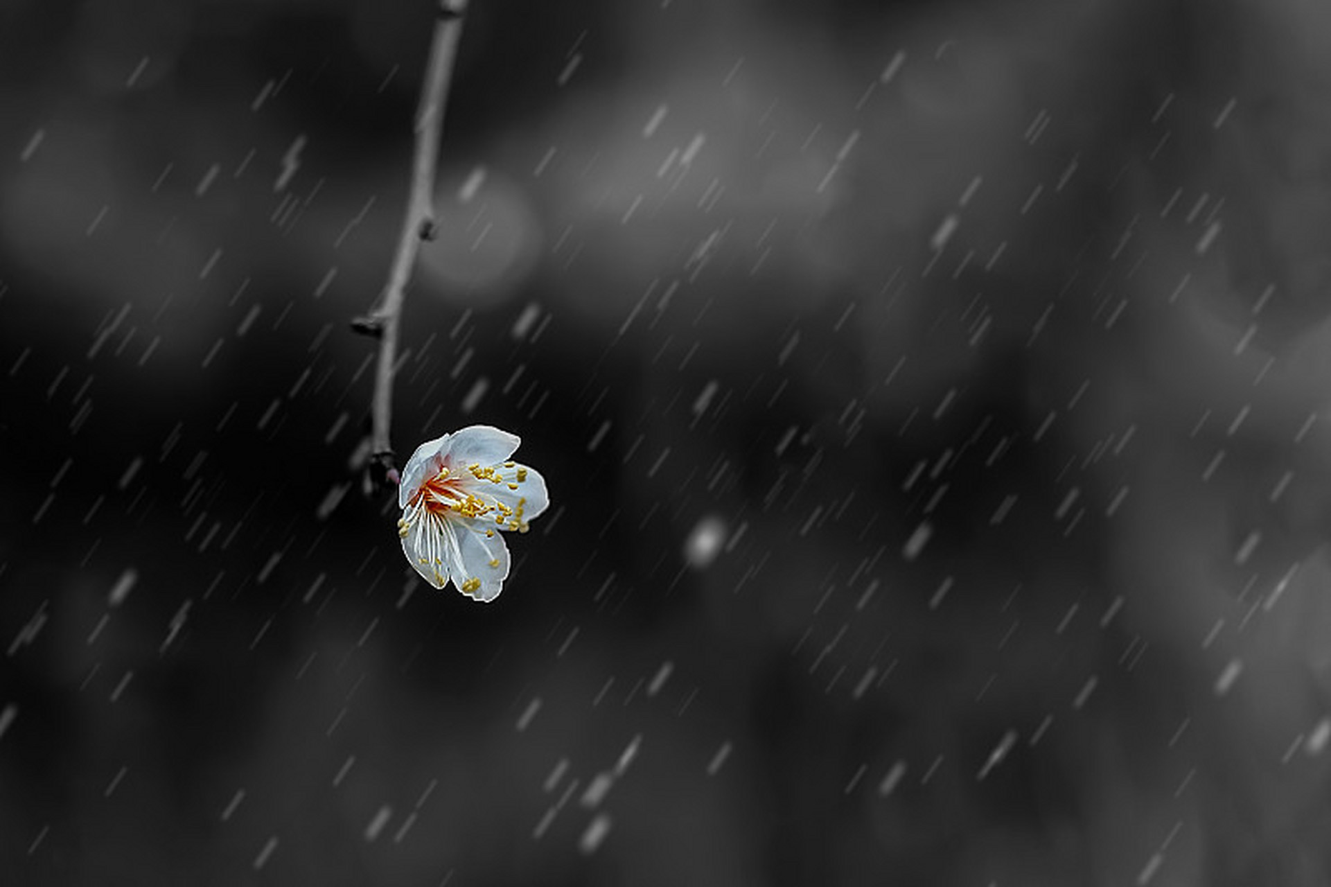冬雨 [ 清 ] 陈忠平  十月阳初动,寒云噬暖流.