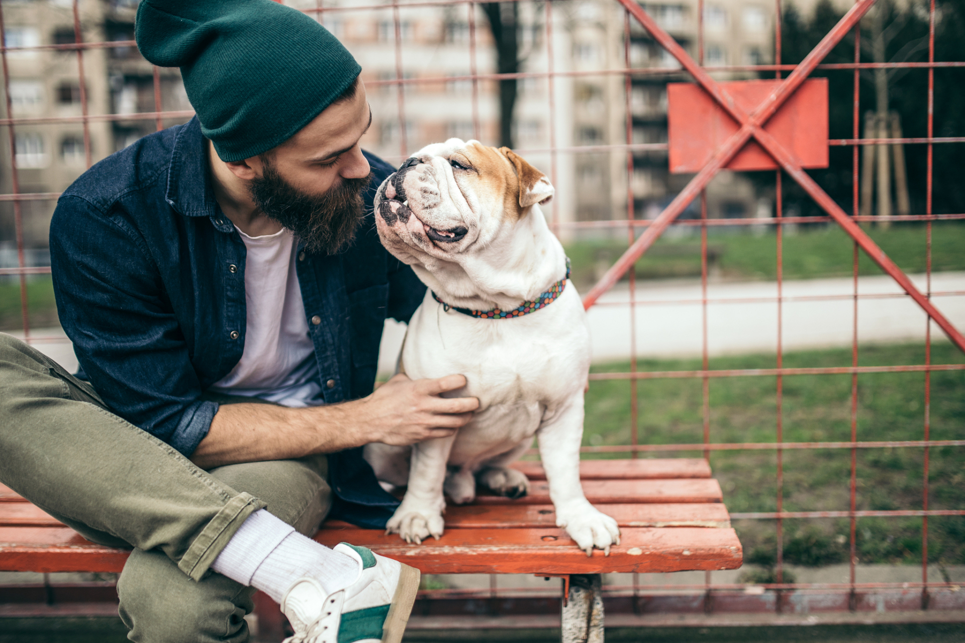 巴哥犬听话训练的秘诀包括建立亲密关系,明确指令和奖励机制,耐心与