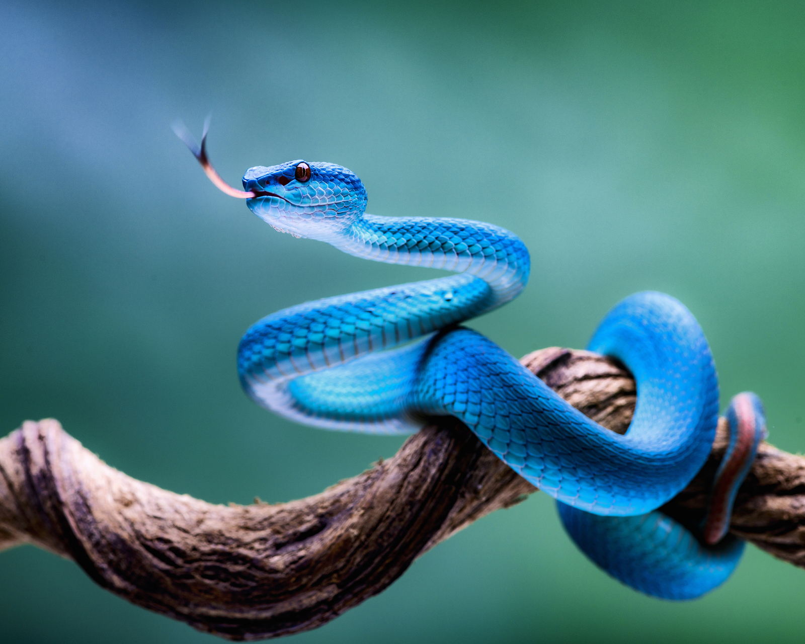 一般指的是蓝化的绿树蟒,是世界上最贵的蛇.