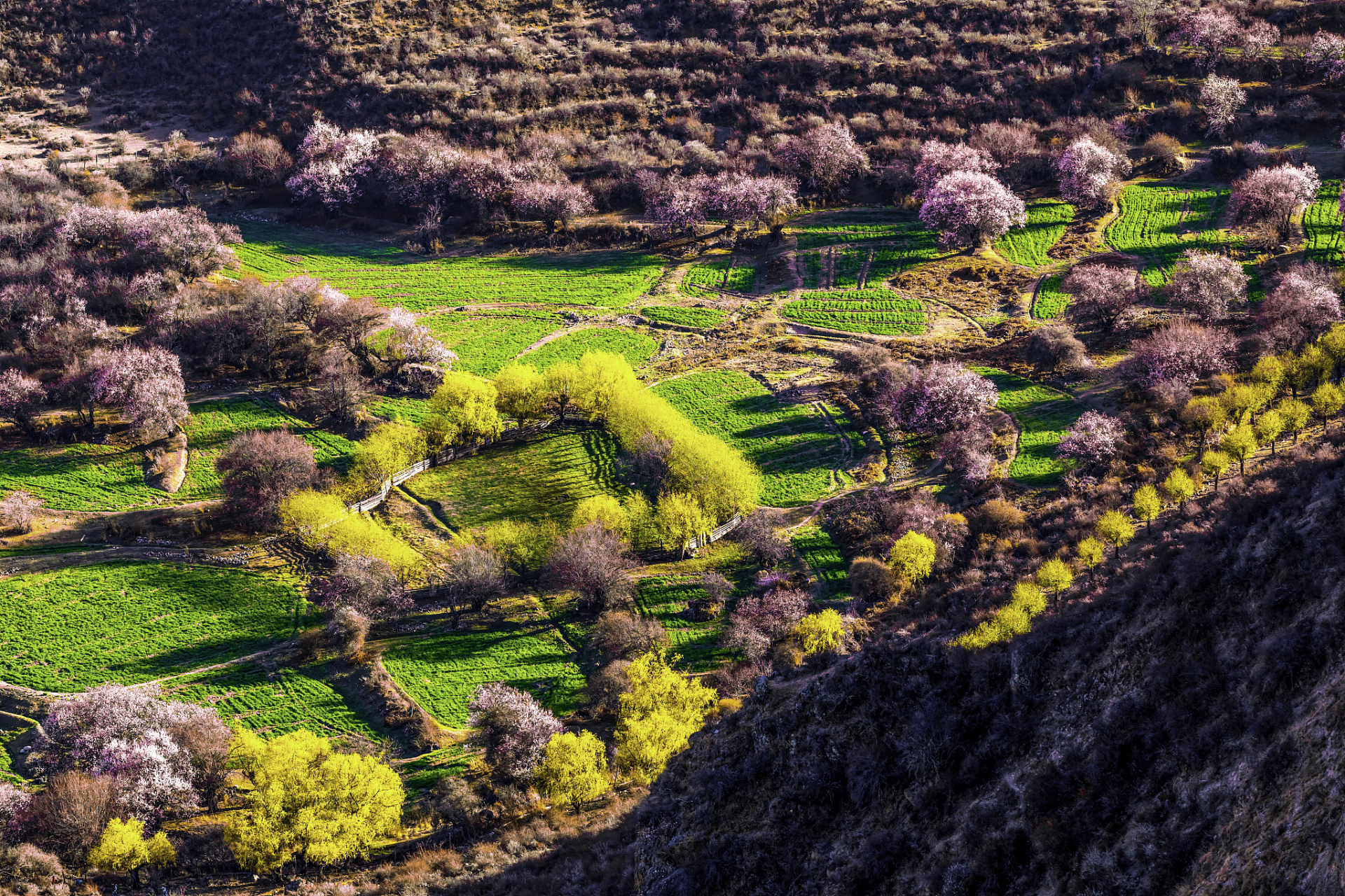 镜头里的春天# 随着春天的到来,大地万物复苏,春风拂面,生机盎然.