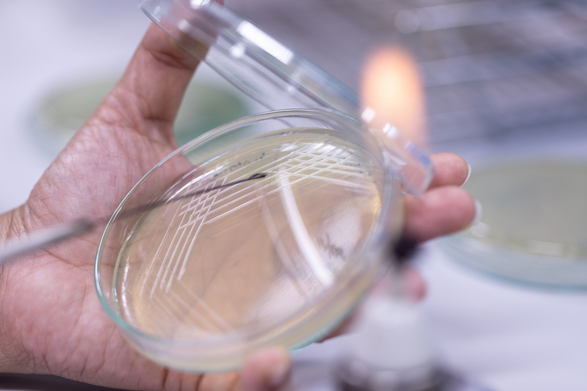 11566细胞培养皿的种类 细胞培养皿的种类繁多,常用的有塑料