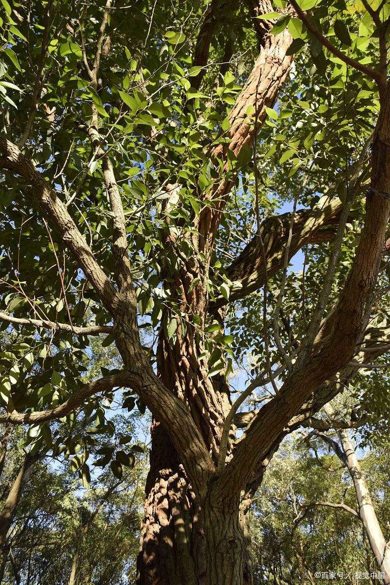 重庆地形复杂,多山多坡,气候湿润多变.而黄桷树却