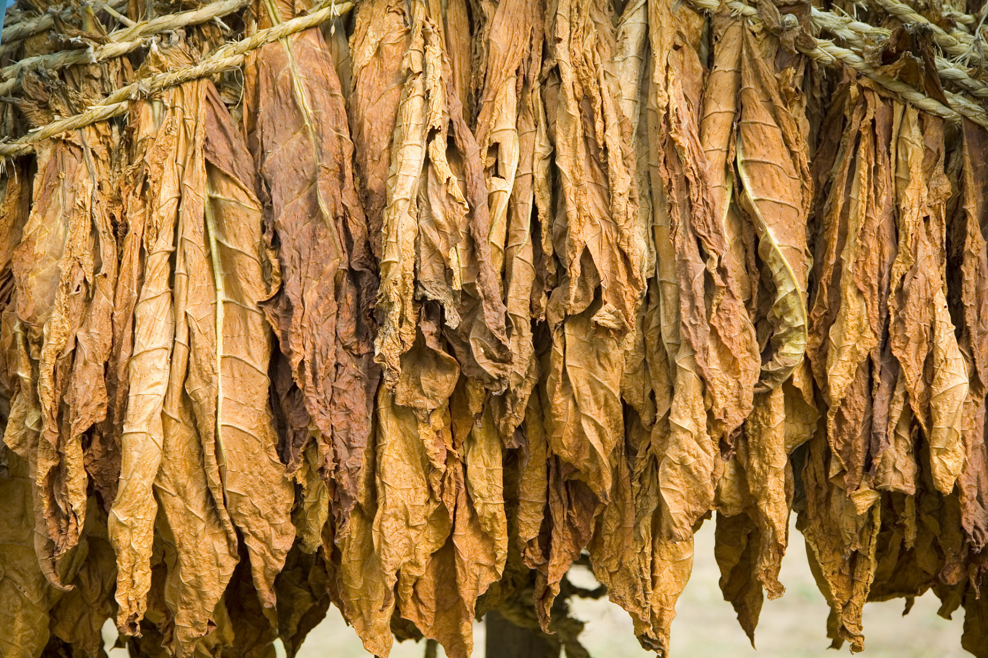 摘要: 烟叶分级技艺在烟草加工中至关重要,历史悠久且与现代科技相