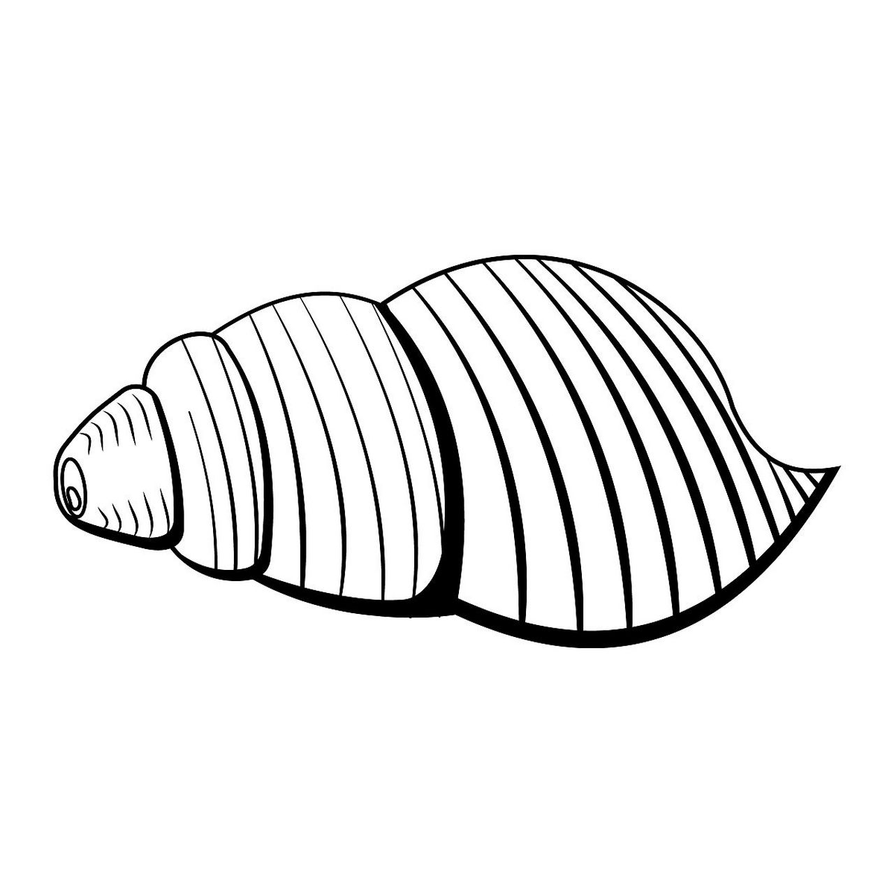 快来欣赏一组小海螺简笔画吧