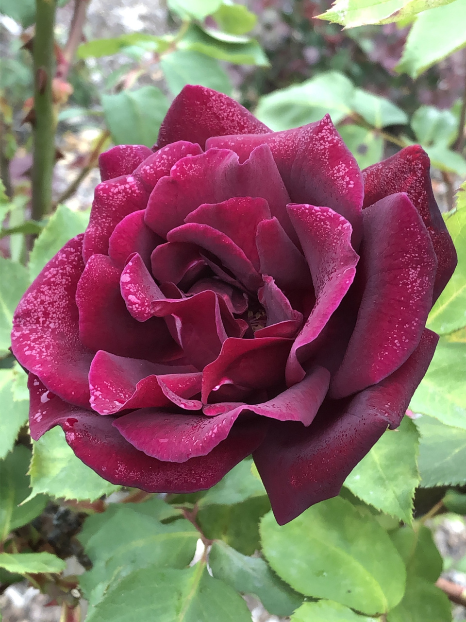 黑魔术月季的优缺点分析  黑魔术月季是一种深受喜爱的月季品种,具有