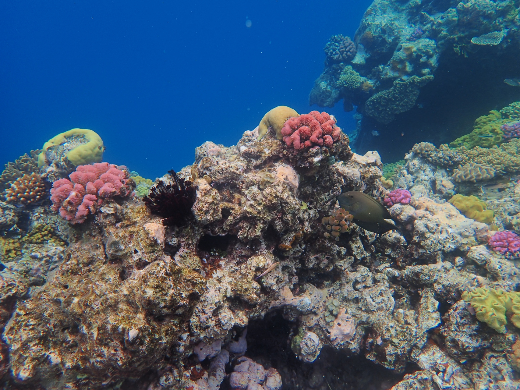 (great barrier reef)是位于澳大利亚东海岸的一个世界著名的珊瑚礁区