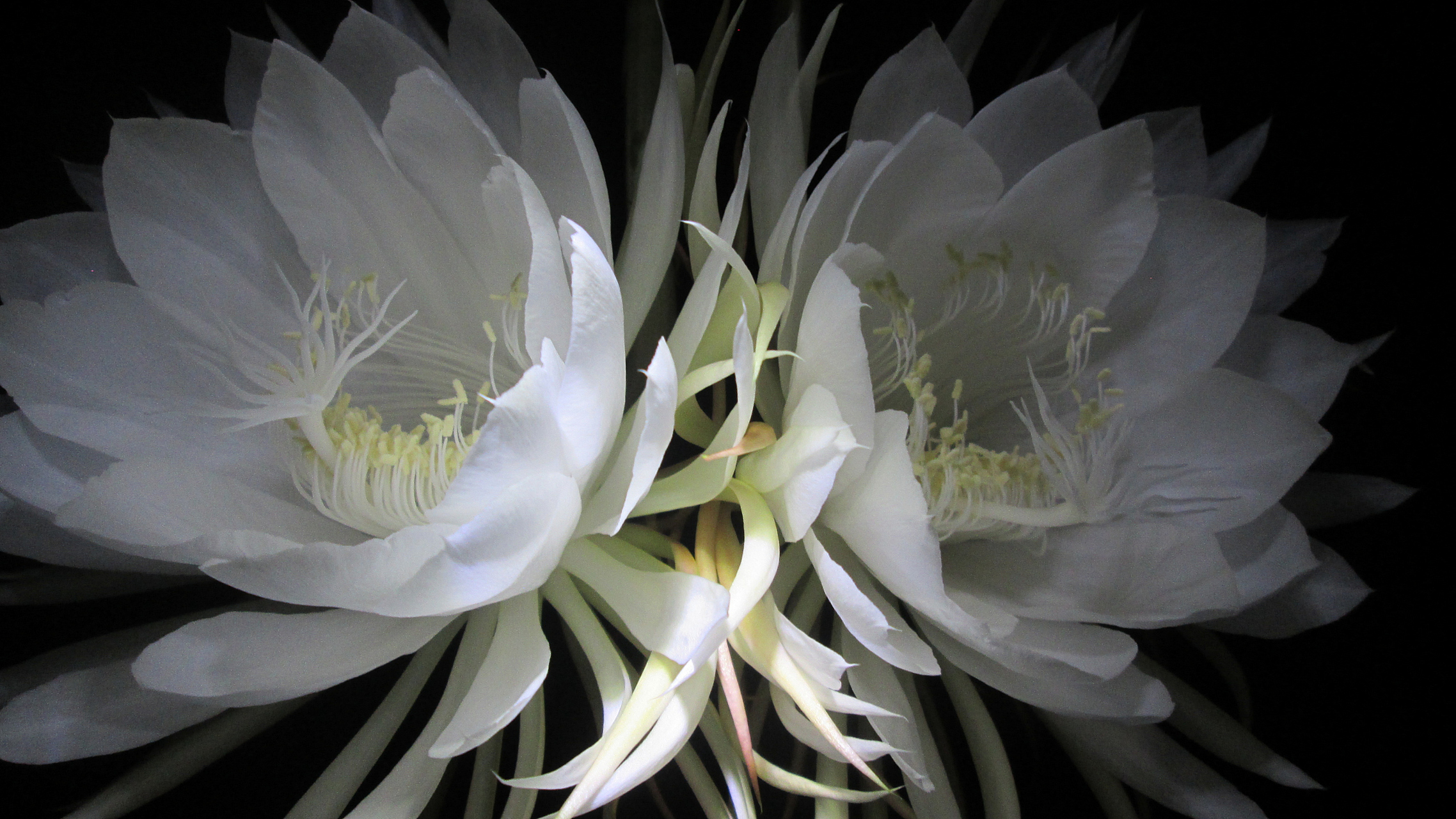 植物小知识(63)西藏是非常寒冷的,为什么雪莲不怕严寒呢?