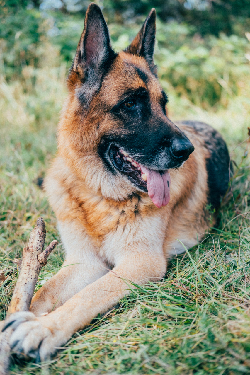 拉普赫德犬图片