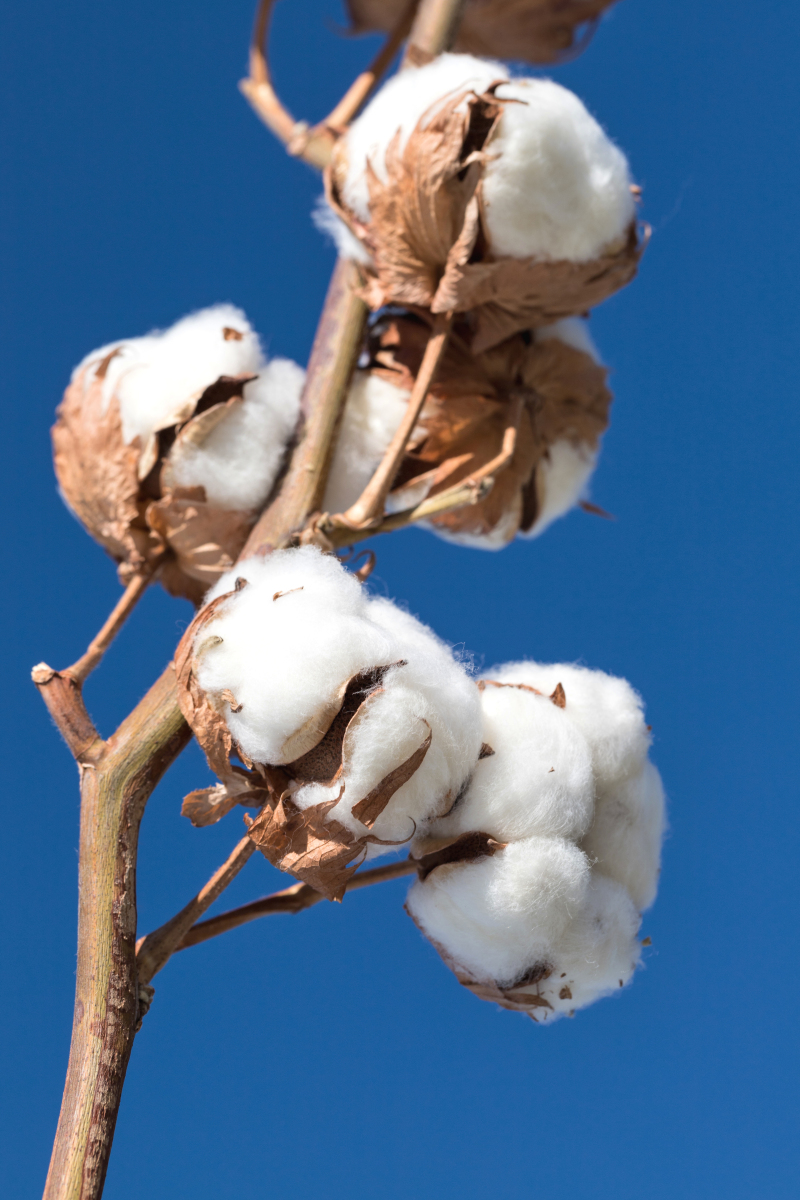 印度暂停棉花进口关税向美国开释信号