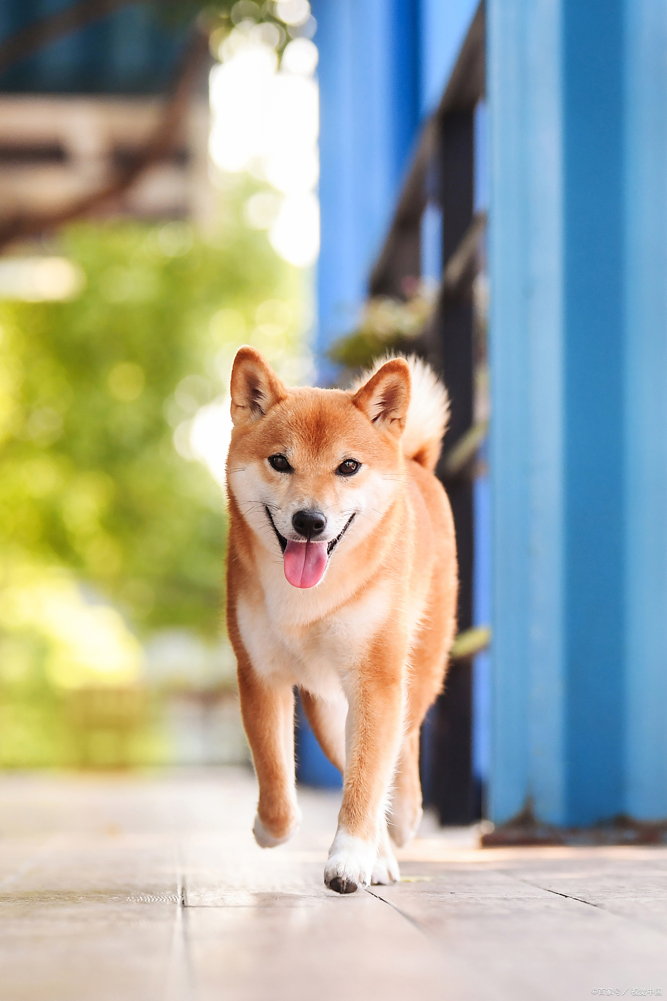 手机壁纸萌宠柴犬图片