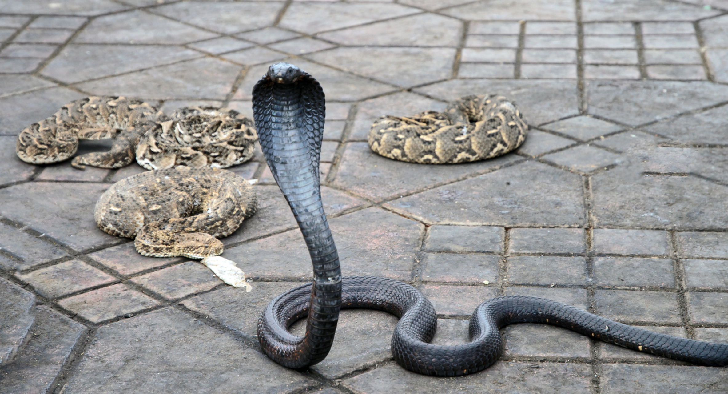 深入解读这令人敬畏的生物的生存之道.[原文:眼镜蛇是什么科动物]