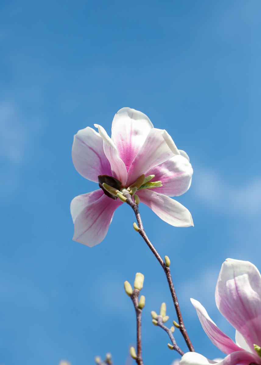 一年赏花时