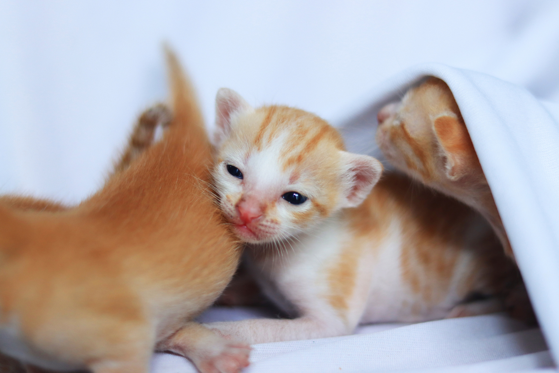 你家的小猫可以萌到让人心都化了 猫是人类最喜爱的宠物之一,它可爱的