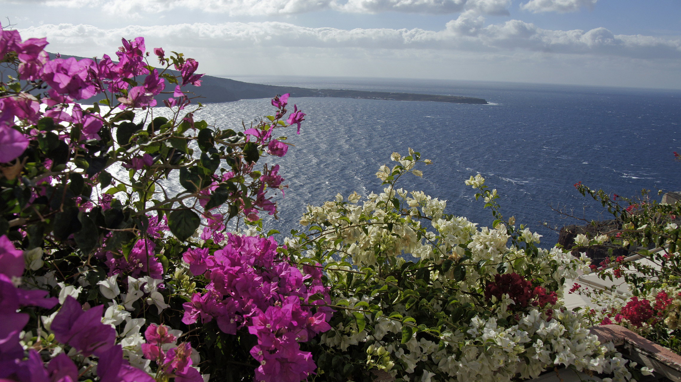 海岛春花的养殖方法和注意事项  海岛春花是一种美丽的花卉,它有着