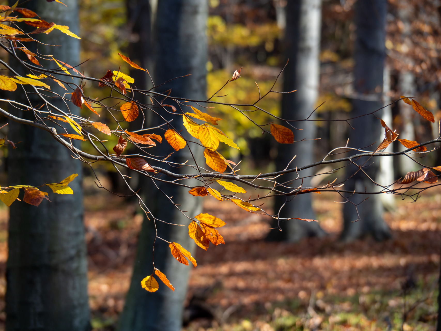 秋天的风,是一种凉爽而怡人的感觉.