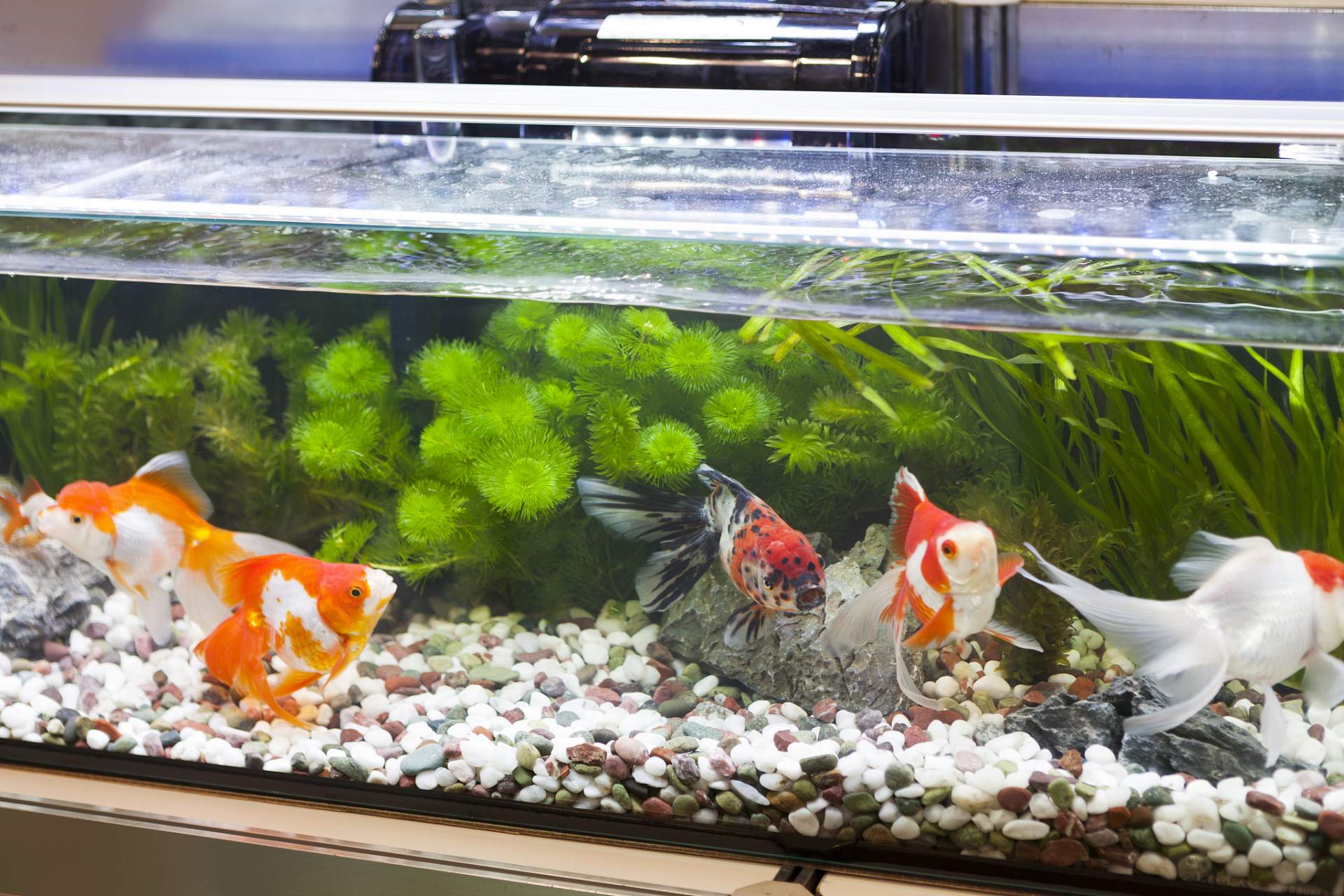 在家养鱼真的是件既养眼又养心的事情96,但说到鱼缸里养几条鱼最好