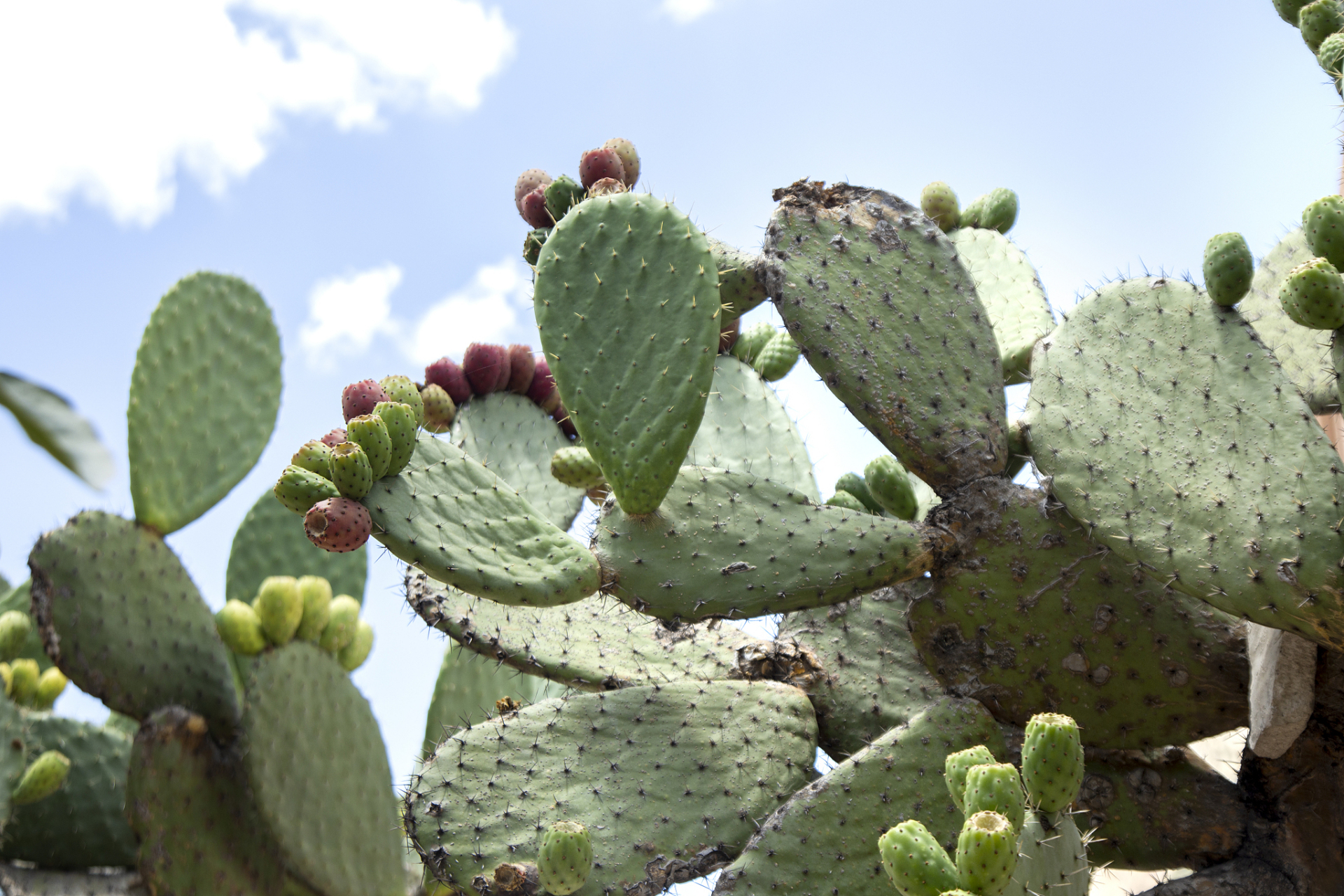 仙人掌的浇水需求因种类,土壤,环境等因素而异.