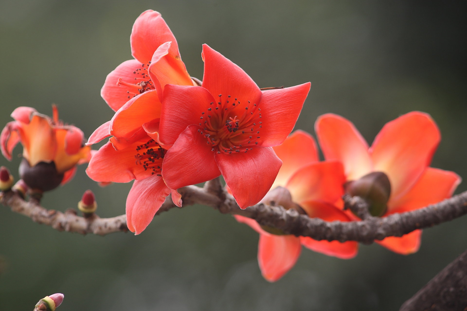 最近入手了一些木棉花,真的好美94 每次看到这些红色的花瓣就感觉
