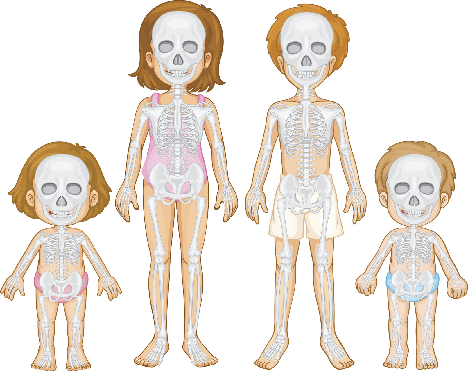 婴儿身体骨骼构造图片图片