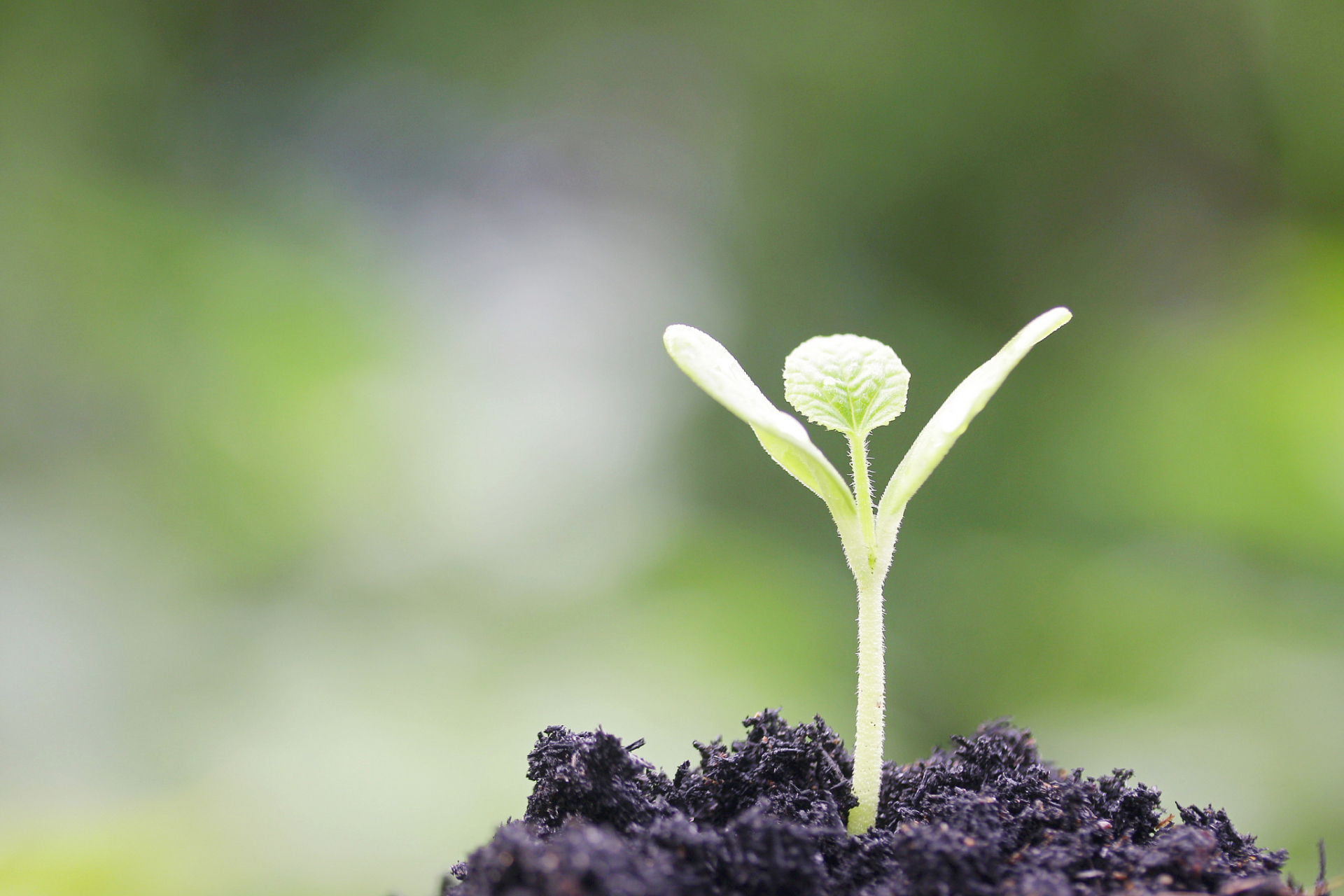 中考作文,高效备考:平时应如何进行作文练习呢?